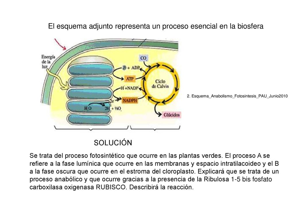 El esquema adjunto representa un proceso esencial en la biosfera