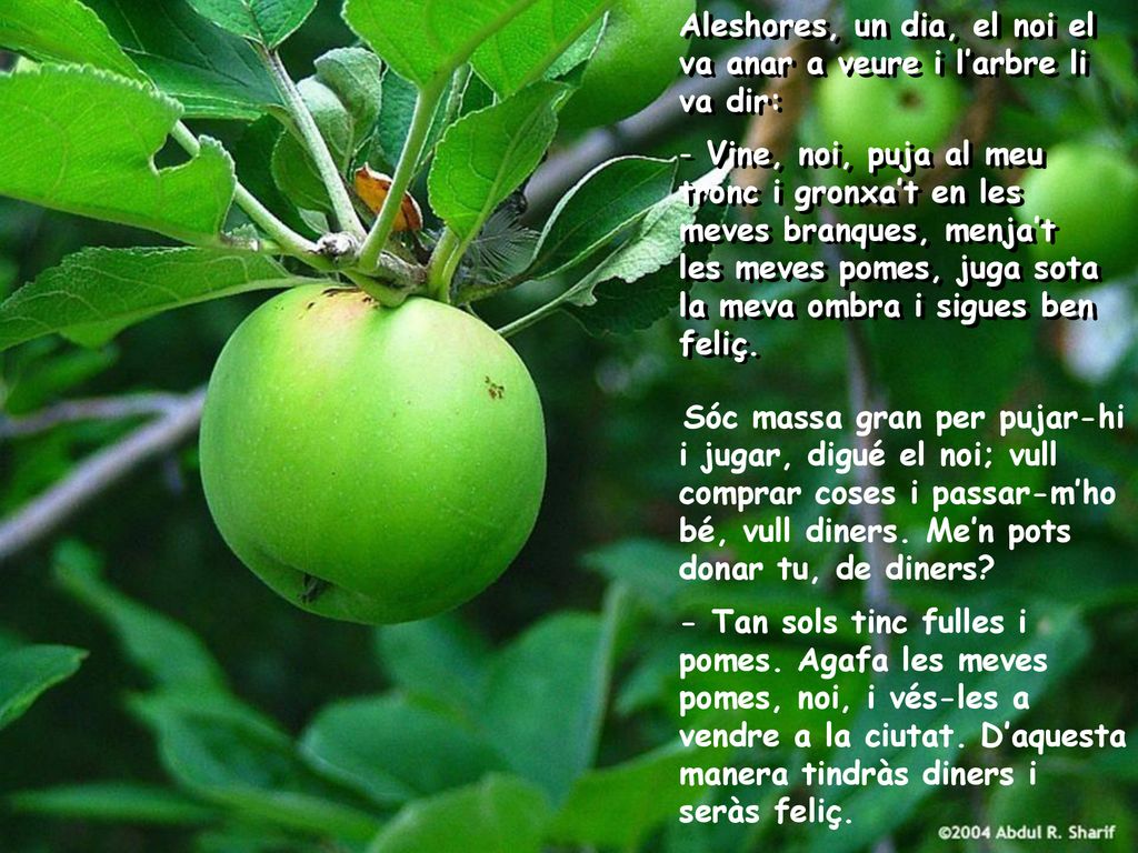 Aleshores, un dia, el noi el va anar a veure i l’arbre li va dir: