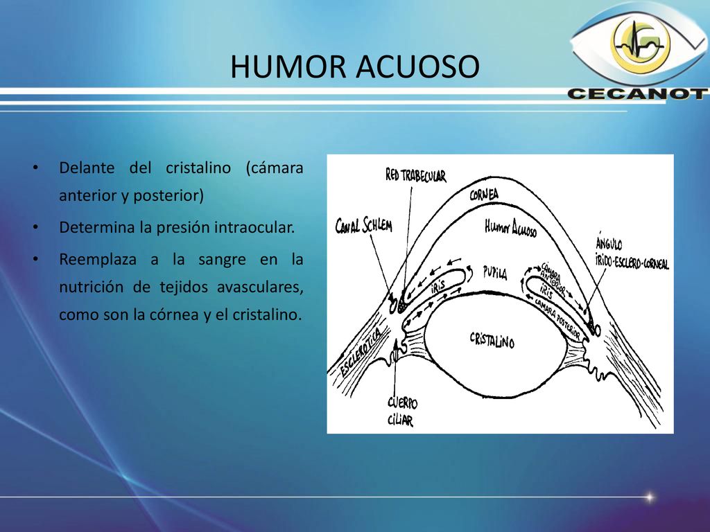 HUMOR ACUOSO Delante del cristalino (cámara anterior y posterior)