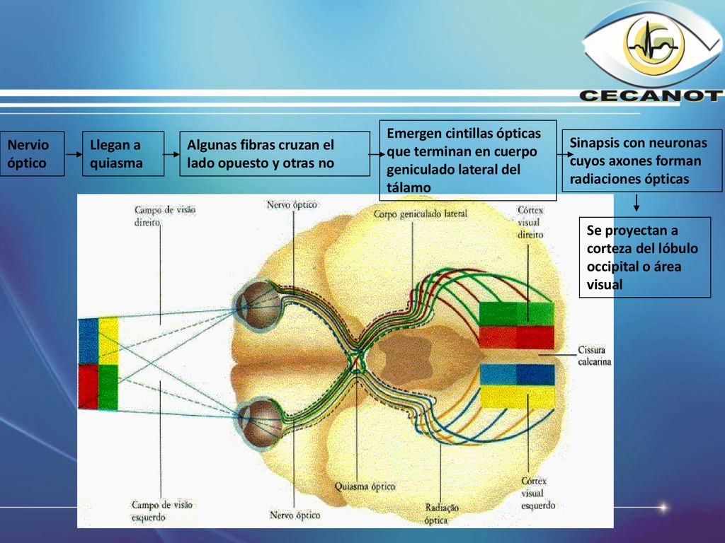 Emergen cintillas ópticas que terminan en cuerpo geniculado lateral del tálamo