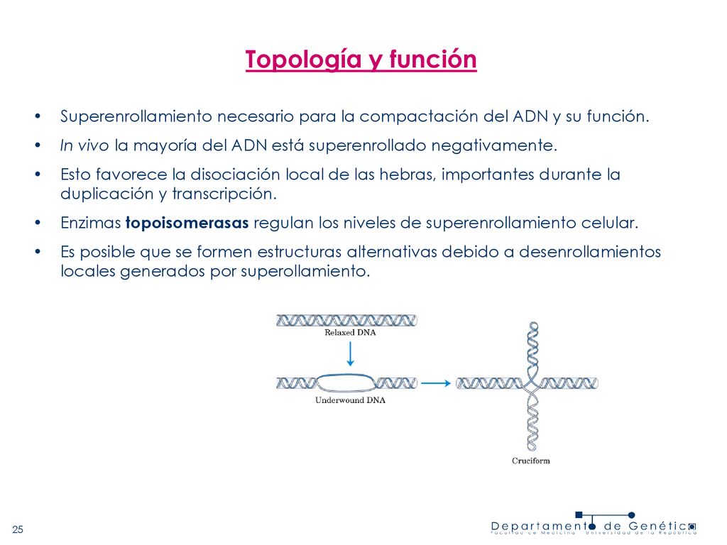 Topología y función Superenrollamiento necesario para la compactación del ADN y su función.