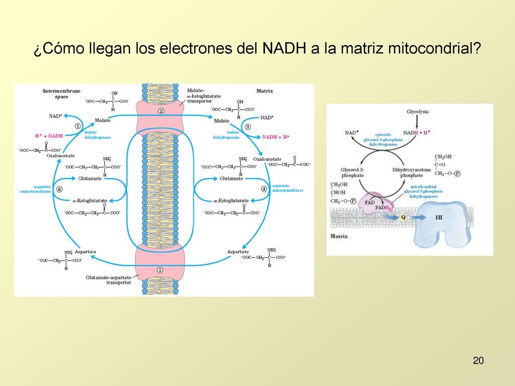 ¿Cómo llegan los electrones del NADH a la matriz mitocondrial