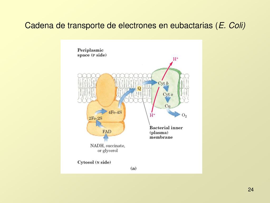 Cadena de transporte de electrones en eubactarias (E. Coli)