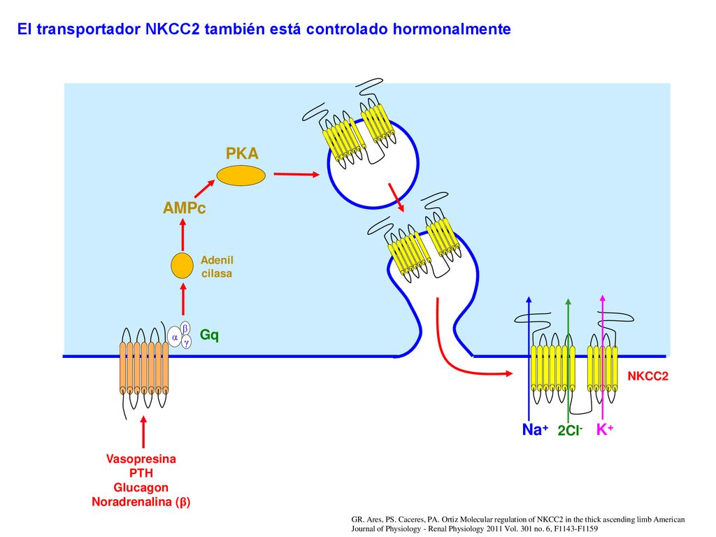El transportador NKCC2 también está controlado hormonalmente