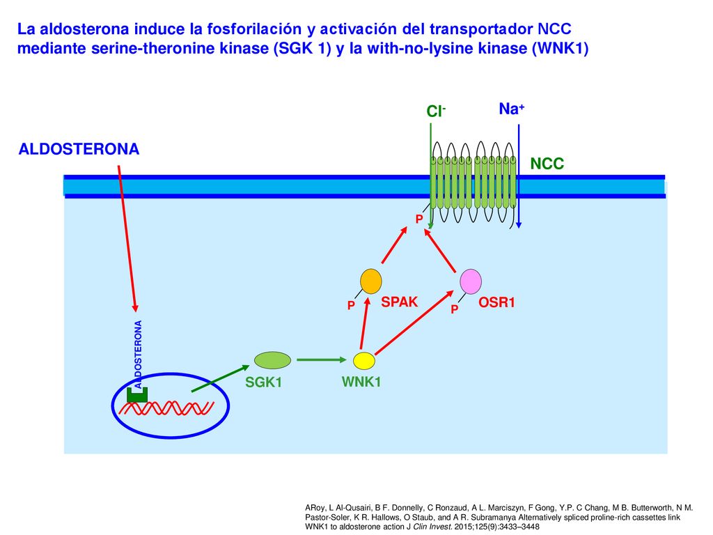 La aldosterona induce la fosforilación y activación del transportador NCC mediante serine-theronine kinase (SGK 1) y la with-no-lysine kinase (WNK1)