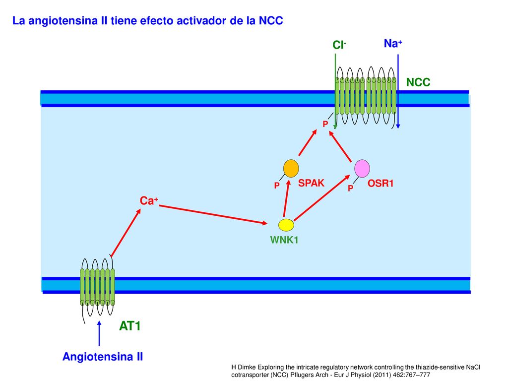 AT1 La angiotensina II tiene efecto activador de la NCC Na+ Cl- NCC