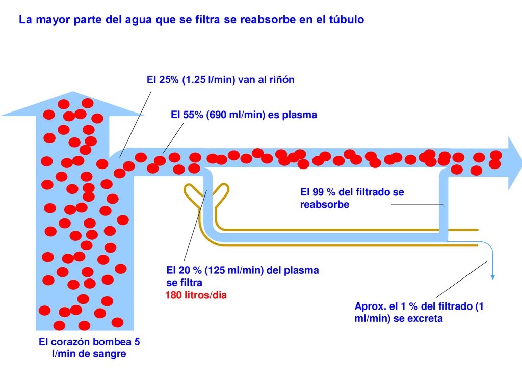 El corazón bombea 5 l/min de sangre