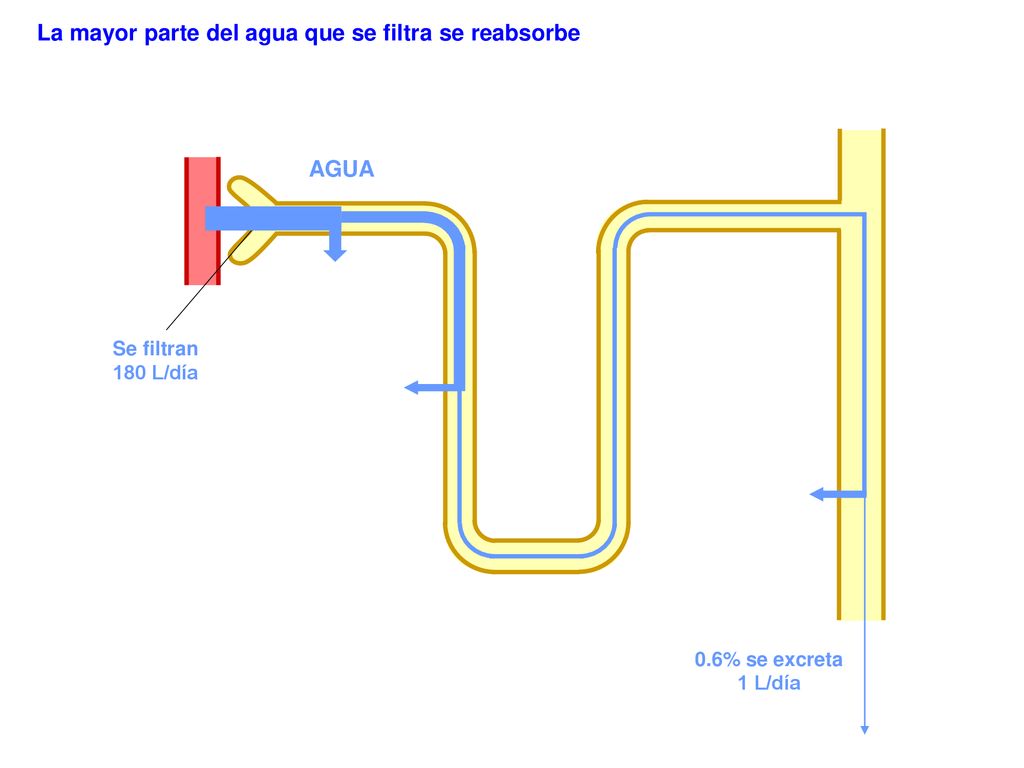 La mayor parte del agua que se filtra se reabsorbe