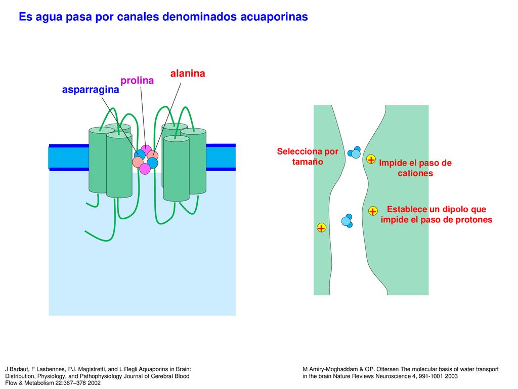 + + + Es agua pasa por canales denominados acuaporinas alanina prolina