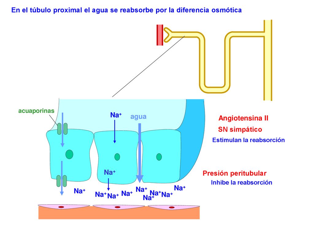 En el túbulo proximal el agua se reabsorbe por la diferencia osmótica