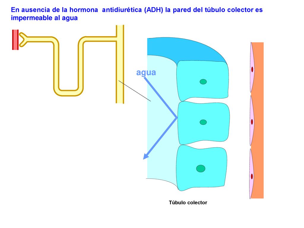 En ausencia de la hormona antidiurética (ADH) la pared del túbulo colector es impermeable al agua