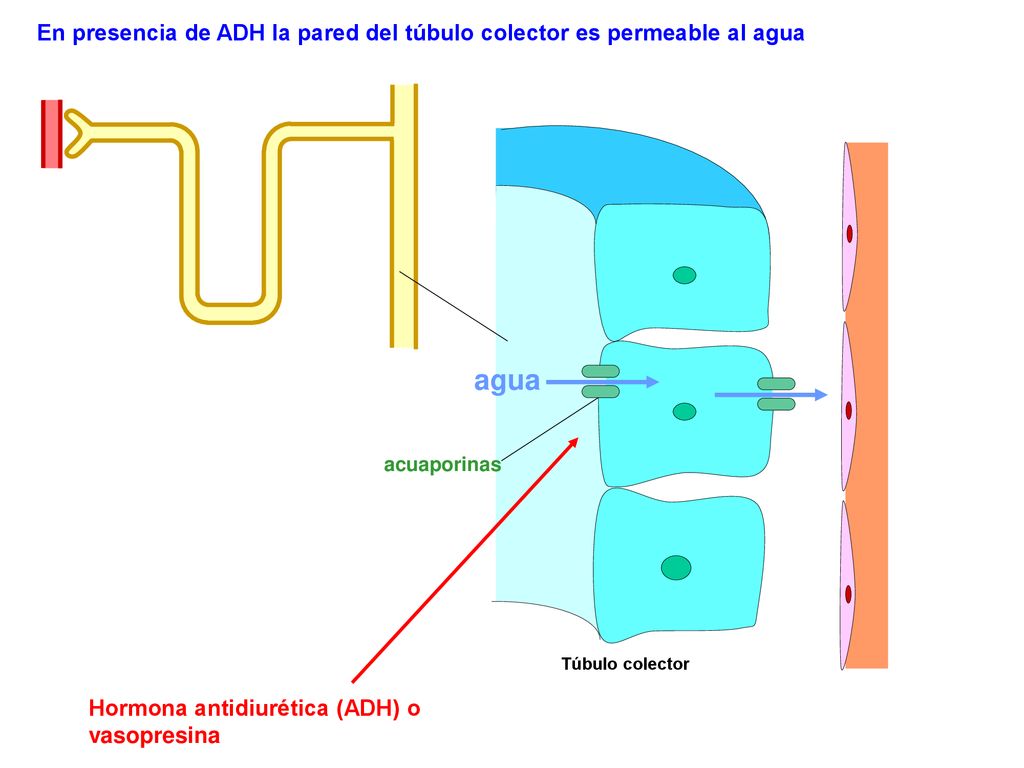 En presencia de ADH la pared del túbulo colector es permeable al agua