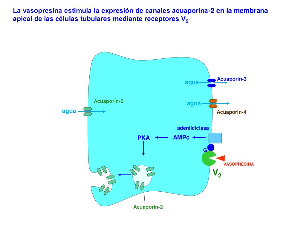 La vasopresina estimula la expresión de canales acuaporina-2 en la membrana apical de las células tubulares mediante receptores V2