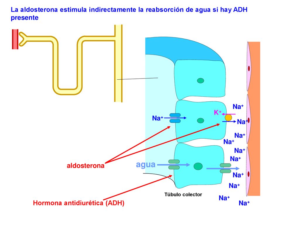 La aldosterona estimula indirectamente la reabsorción de agua si hay ADH presente