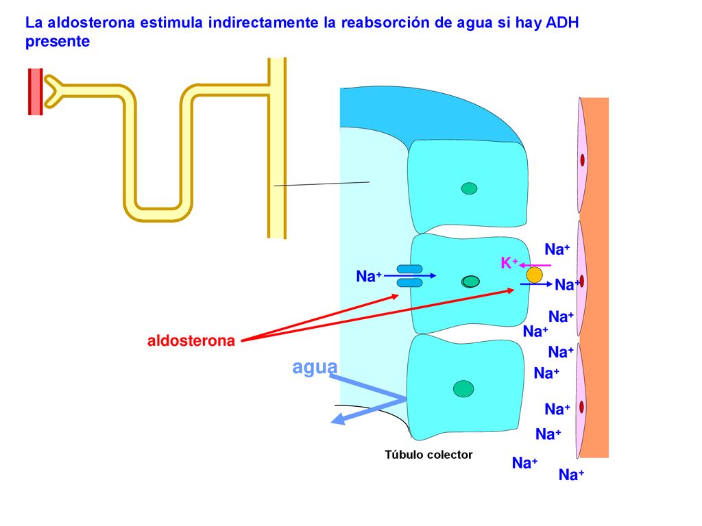 La aldosterona estimula indirectamente la reabsorción de agua si hay ADH presente