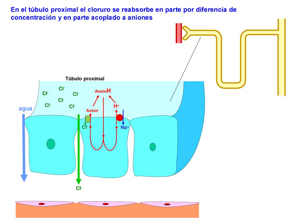 En el túbulo proximal el cloruro se reabsorbe en parte por diferencia de concentración y en parte acoplado a aniones