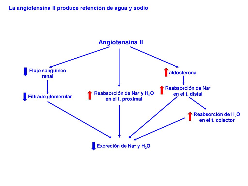 Angiotensina II La angiotensina II produce retención de agua y sodio