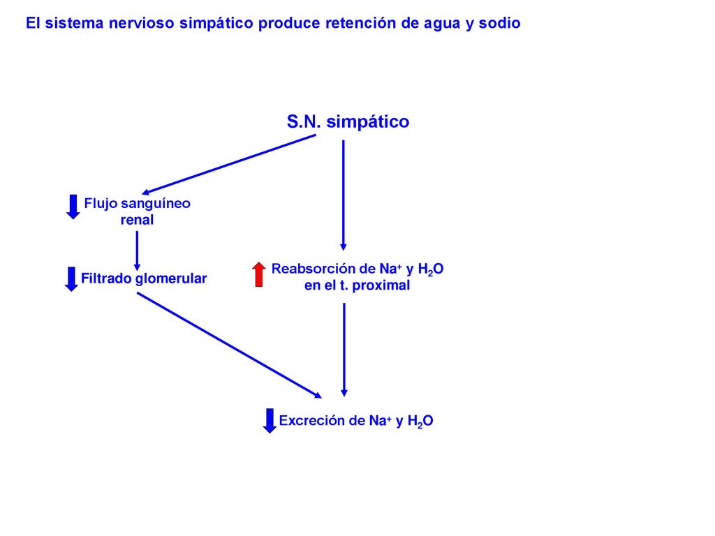 El sistema nervioso simpático produce retención de agua y sodio