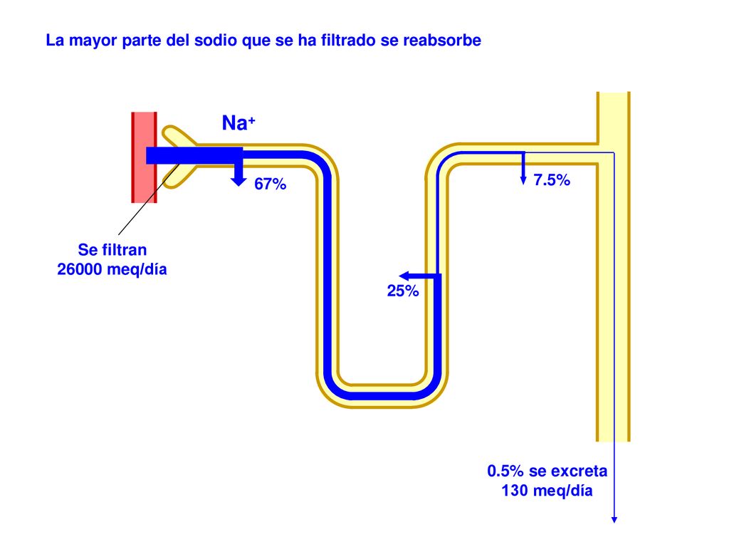 Na+ La mayor parte del sodio que se ha filtrado se reabsorbe 7.5% 67%