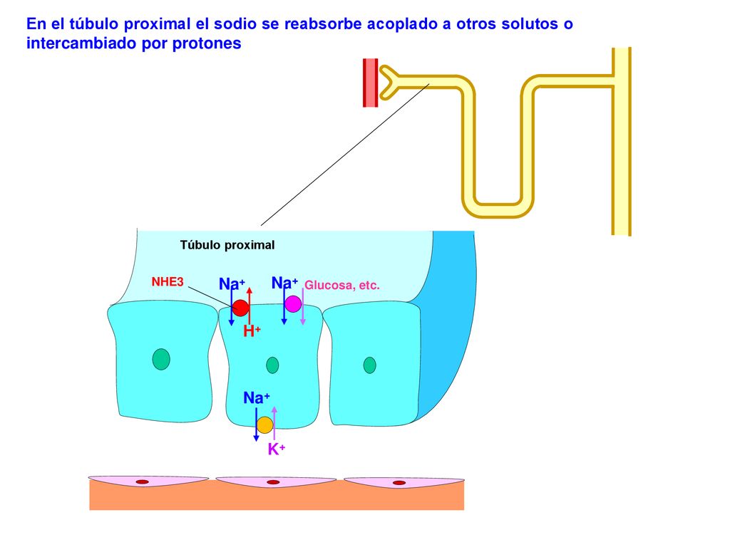 En el túbulo proximal el sodio se reabsorbe acoplado a otros solutos o intercambiado por protones