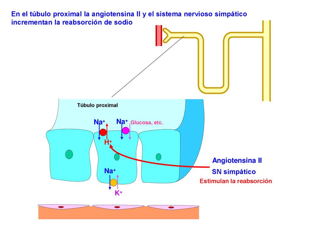 En el túbulo proximal la angiotensina II y el sistema nervioso simpático incrementan la reabsorción de sodio