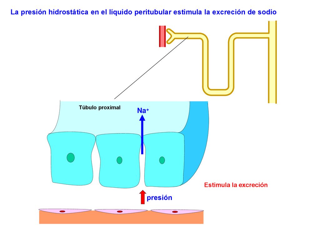La presión hidrostática en el líquido peritubular estimula la excreción de sodio
