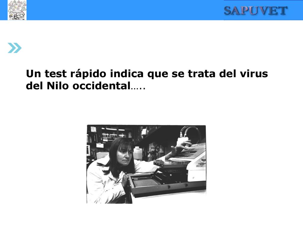 Un test rápido indica que se trata del virus del Nilo occidental…..