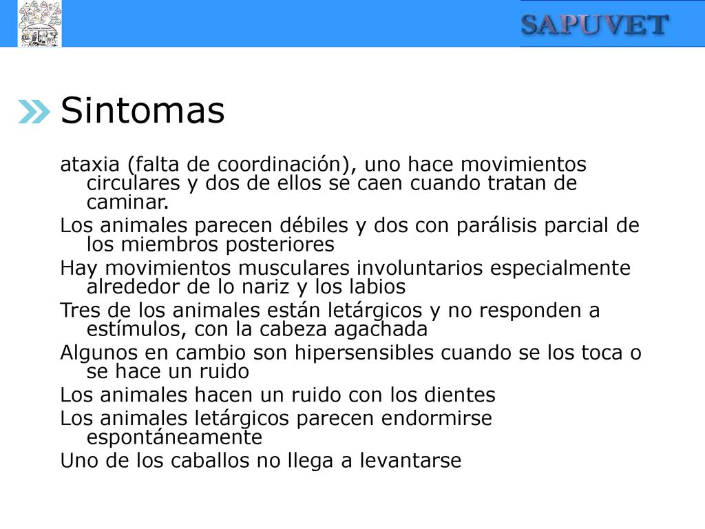 Sintomas ataxia (falta de coordinación), uno hace movimientos circulares y dos de ellos se caen cuando tratan de caminar.