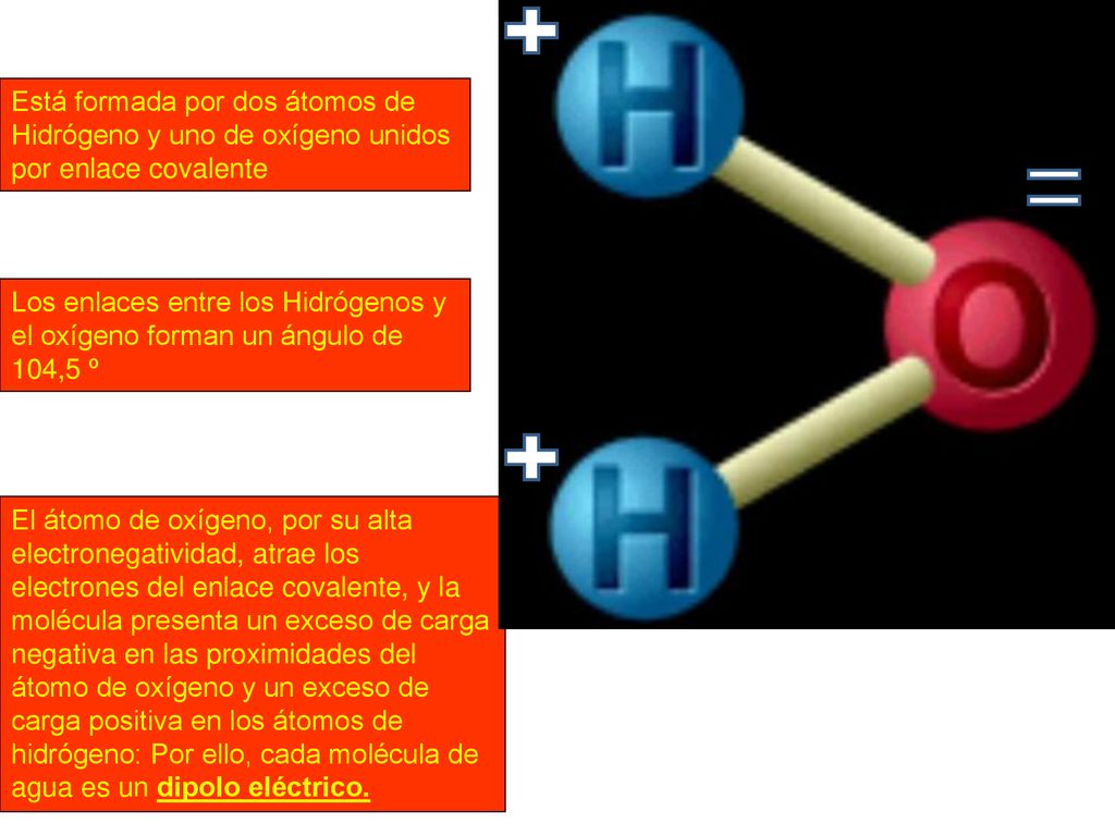 Está formada por dos átomos de Hidrógeno y uno de oxígeno unidos por enlace covalente