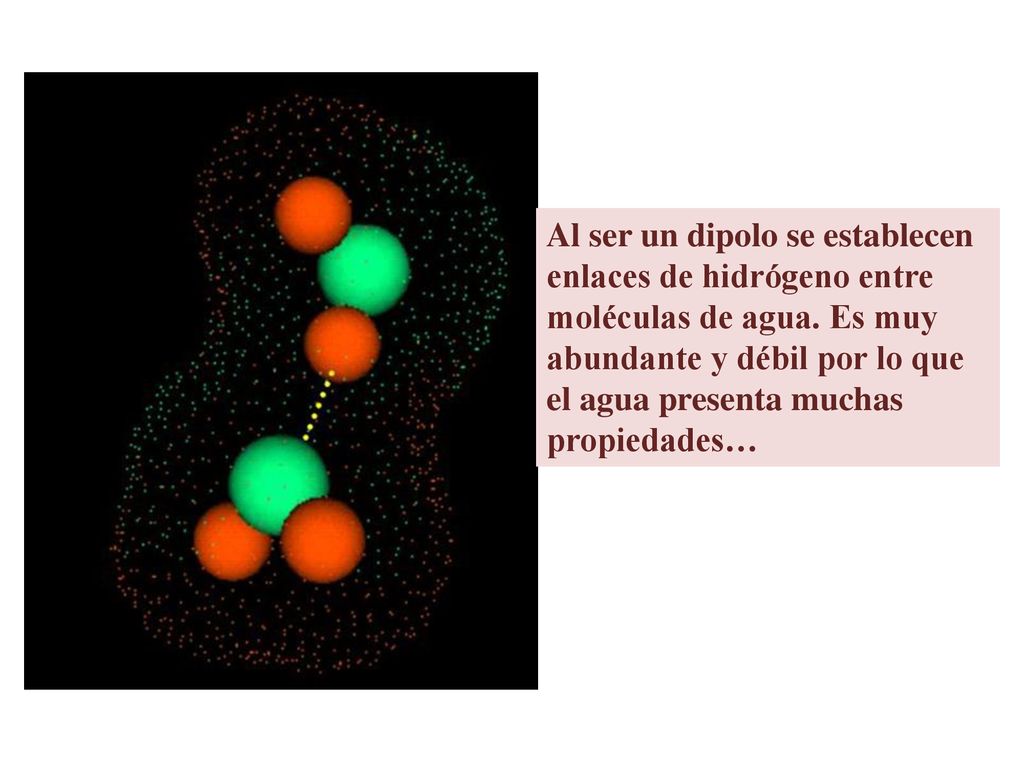Al ser un dipolo se establecen enlaces de hidrógeno entre moléculas de agua.