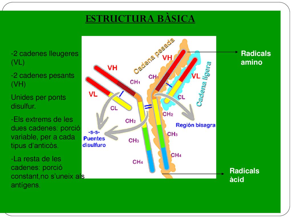 ESTRUCTURA BÀSICA 2 cadenes lleugeres (VL) 2 cadenes pesants (VH)