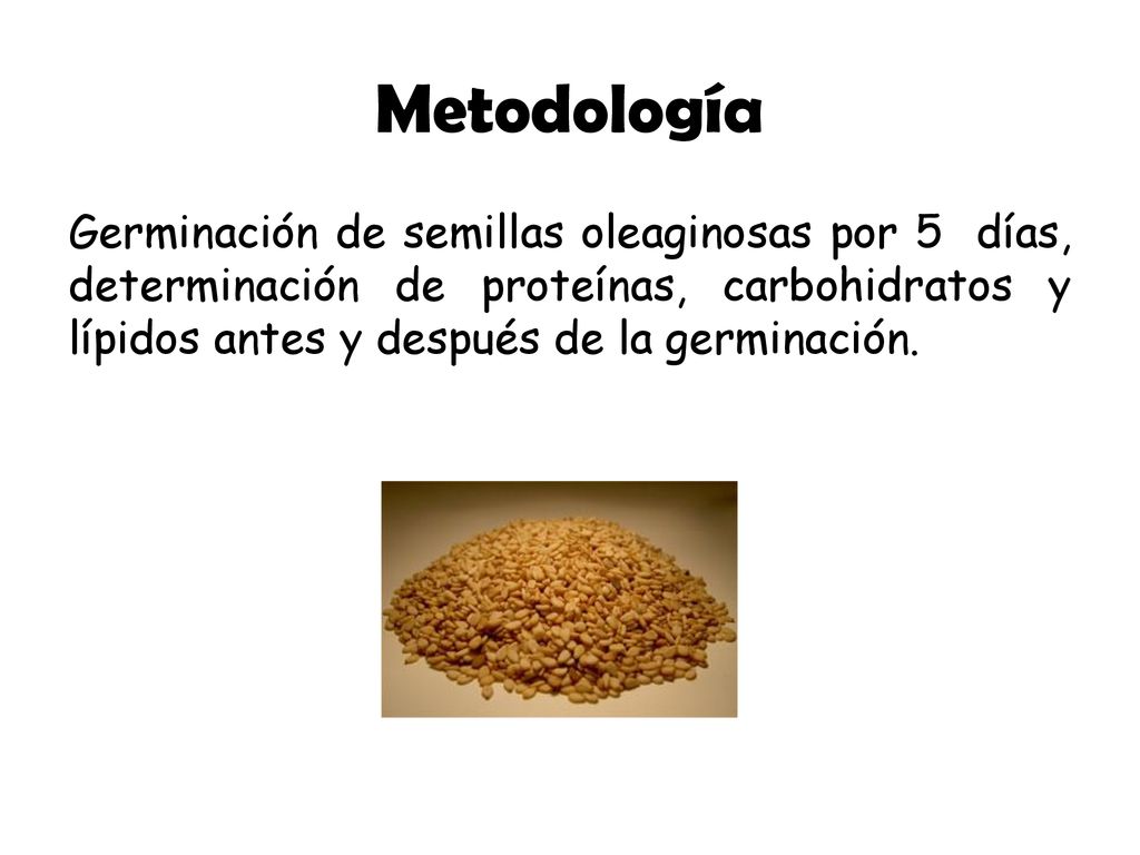 Metodología Germinación de semillas oleaginosas por 5 días, determinación de proteínas, carbohidratos y lípidos antes y después de la germinación.