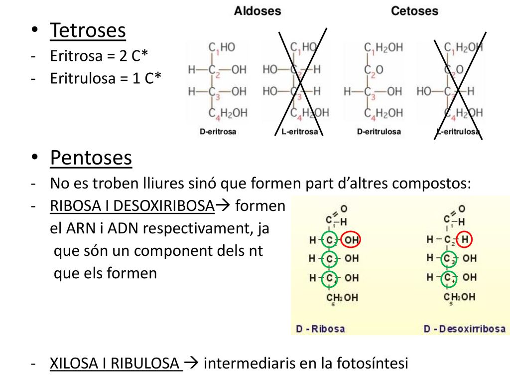 Tetroses Pentoses Eritrosa = 2 C* Eritrulosa = 1 C*
