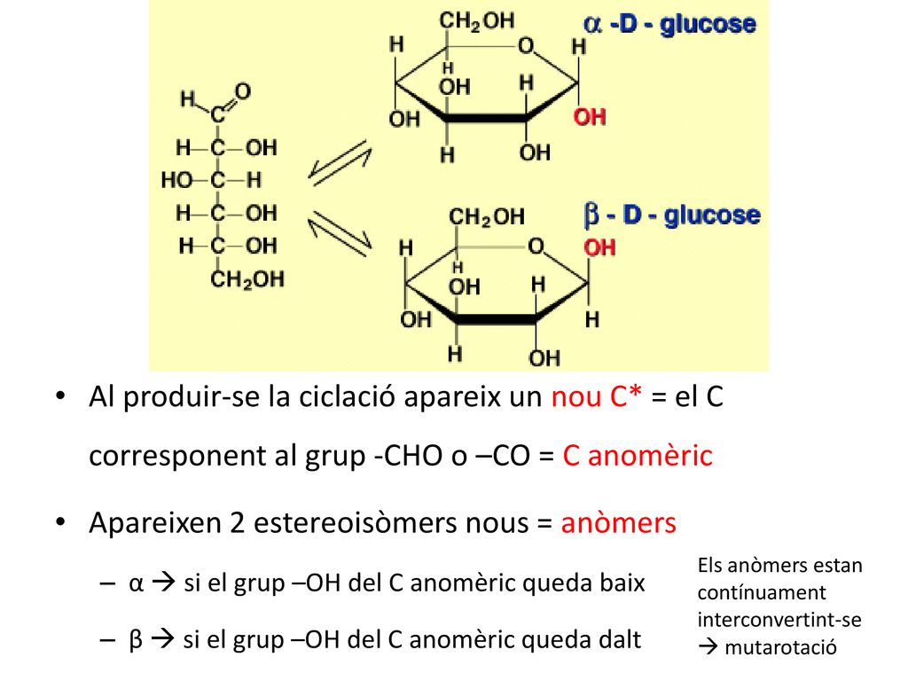 Ciclacions alfa i beta Al produir-se la ciclació apareix un nou C* = el C corresponent al grup -CHO o –CO = C anomèric.
