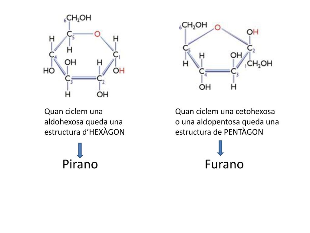 Pirano Furano Quan ciclem una aldohexosa queda una estructura d’HEXÀGON.