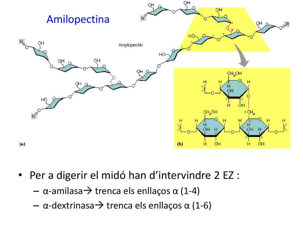 Per a digerir el midó han d’intervindre 2 EZ :