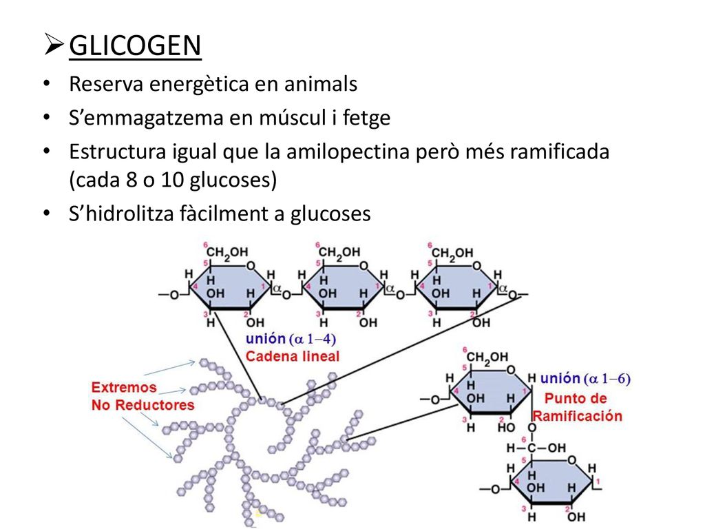 GLICOGEN Reserva energètica en animals S’emmagatzema en múscul i fetge