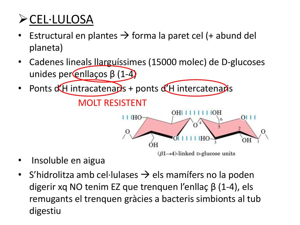 CEL·LULOSA Estructural en plantes  forma la paret cel (+ abund del planeta)