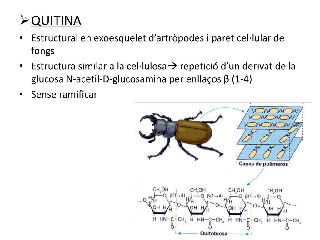 QUITINA Estructural en exoesquelet d’artròpodes i paret cel·lular de fongs.
