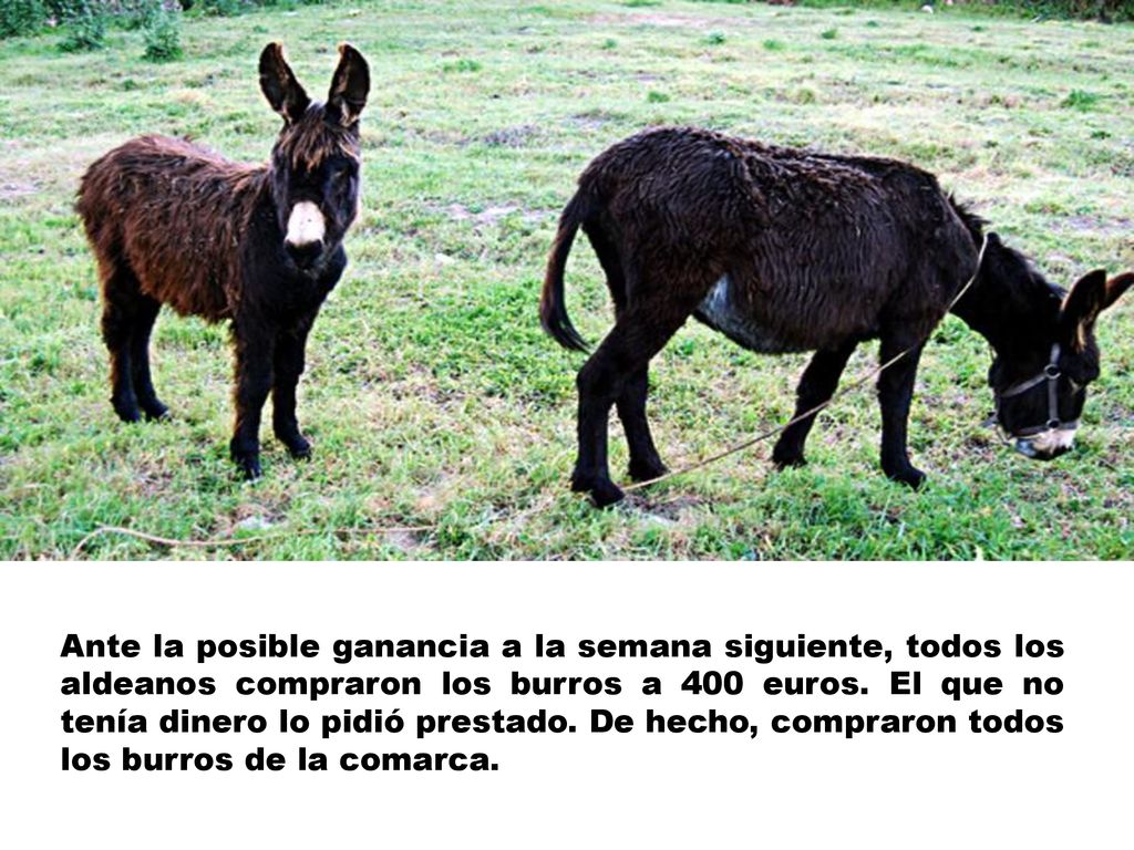 Ante la posible ganancia a la semana siguiente, todos los aldeanos compraron los burros a 400 euros.