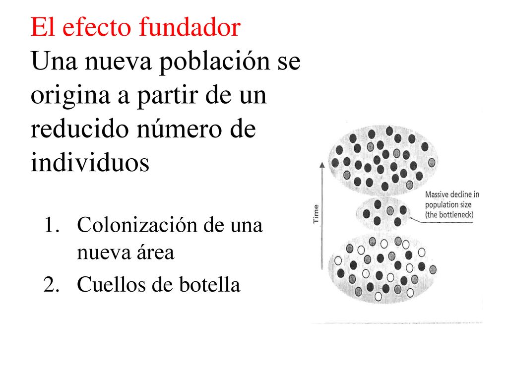 El efecto fundador Una nueva población se origina a partir de un reducido número de individuos