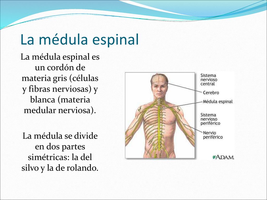 La médula espinal La médula espinal es un cordón de materia gris (células y fibras nerviosas) y blanca (materia medular nerviosa).