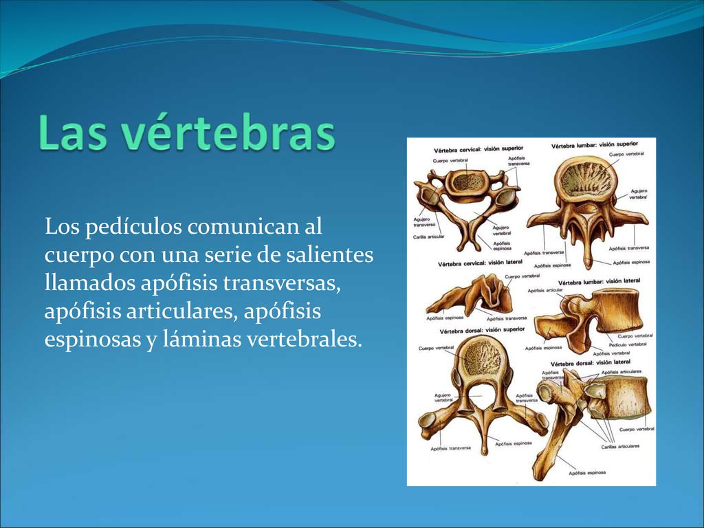 Los pedículos comunican al cuerpo con una serie de salientes llamados apófisis transversas, apófisis articulares, apófisis espinosas y láminas vertebrales.