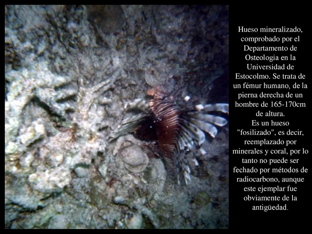 Hueso mineralizado, comprobado por el Departamento de Osteología en la Universidad de Estocolmo.