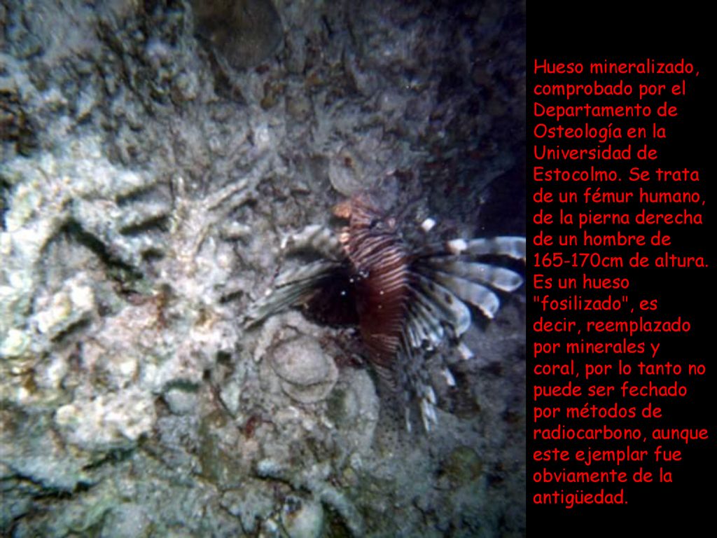 Hueso mineralizado, comprobado por el Departamento de Osteología en la Universidad de Estocolmo.