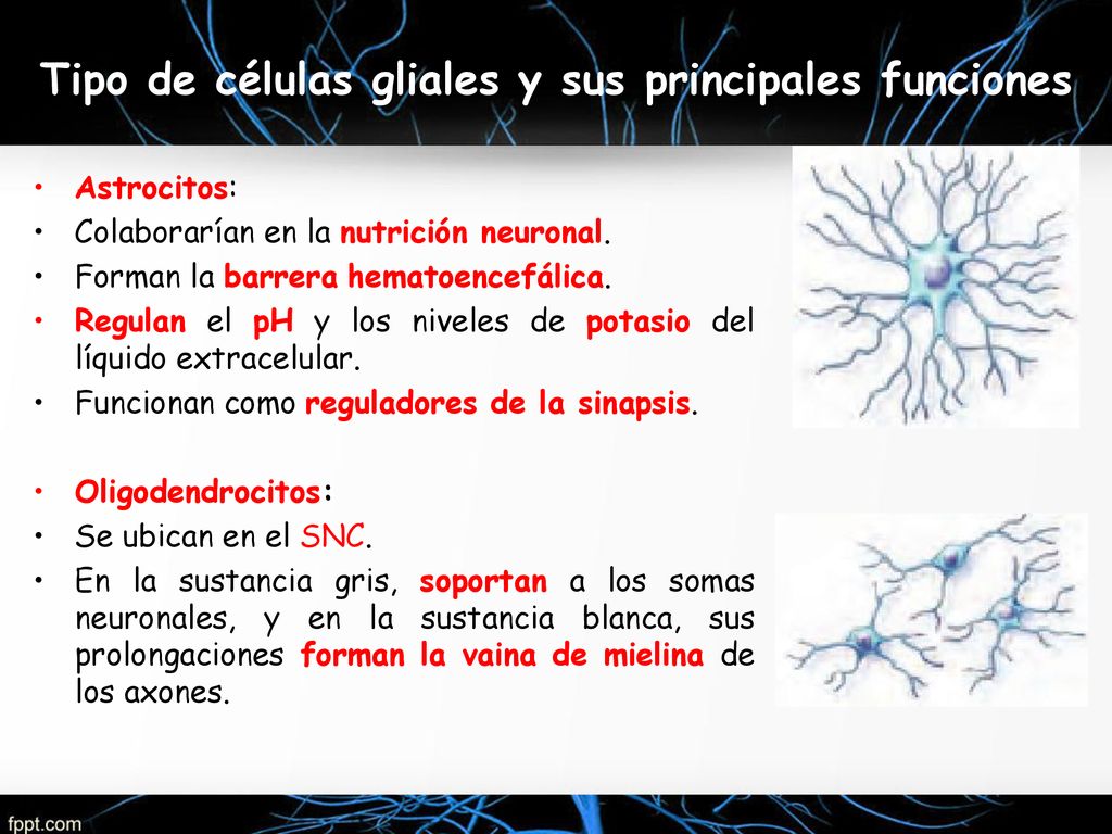 Tipo de células gliales y sus principales funciones