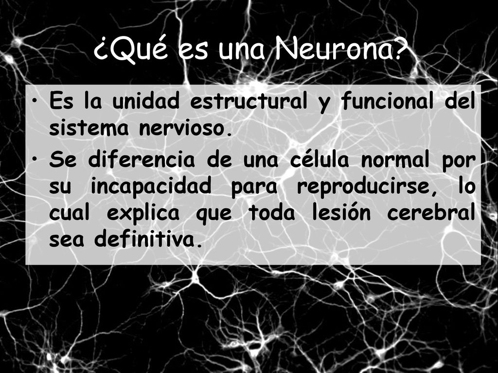 ¿Qué es una Neurona Es la unidad estructural y funcional del sistema nervioso.