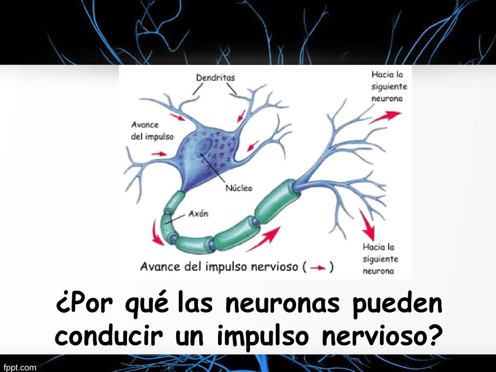 ¿Por qué las neuronas pueden conducir un impulso nervioso