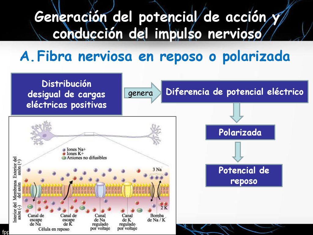 Generación del potencial de acción y conducción del impulso nervioso