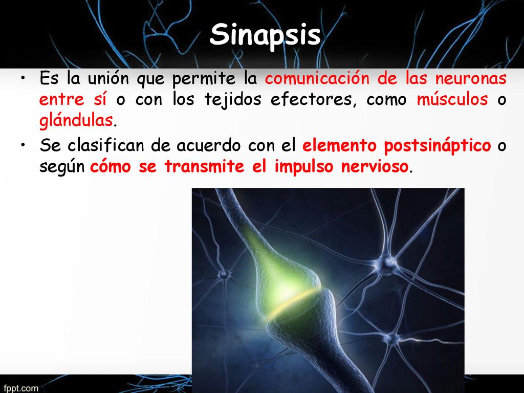 Sinapsis Es la unión que permite la comunicación de las neuronas entre sí o con los tejidos efectores, como músculos o glándulas.